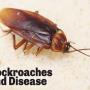 cockroaches-and-disease control - Falls Pest Contr