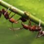 insects-control-Falls Pest Control