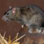 norway-rat-control-Falls Pest Control