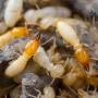 termite-control-sydney-nsw