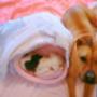 South Eastern Vet - Veterinary Hospital Clayton