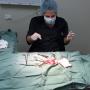South Eastern Vet - Veterinary Hospital Clayton