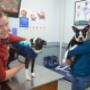 South Eastern Vet - Veterinary Hospital Clayton