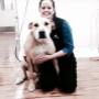 South Eastern Vet - Veterinary Hospital Clayton