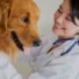 South Eastern Vet - Veterinary Hospital Clayton