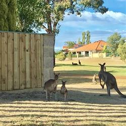 Aussie Fencing