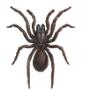 spider control
