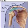 shoulder