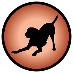 Alpha Doggy Play Care
