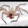 Uploaded by visitor on 28/10/2015 - Huntsman spider