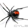 Uploaded by visitor on 28/10/2015 - Red back spider