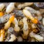 Uploaded by visitor on 28/10/2015 - Termites