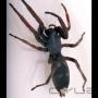 Uploaded by visitor on 28/10/2015 - White tail spider
