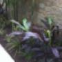 Uploaded by visitor on 5/11/2015 - Garden Maintenance Service