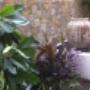 Uploaded by visitor on 5/11/2015 - Landscape Design