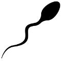 Vasectomy