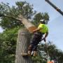 tree pruning perth