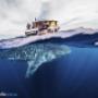 Uploaded by visitor on 23/1/2018 - Ningaloo Reef Dive