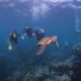 Uploaded by visitor on 23/1/2018 - Ningaloo Reef Dive
