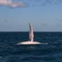 Uploaded by visitor on 23/1/2018 - Ningaloo Reef Dive
