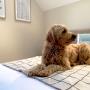 Spacious guest room
