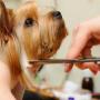 Dog Pet Grooming - Wheelers Hill, VIC
