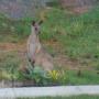Uploaded by visitor on 26/3/2016 - Rockhampton Wildlife