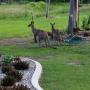 Uploaded by visitor on 26/3/2016 - Wild life at Casa Nostra Motel Rockhampton