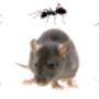 Pest Control Adelaide