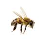 Bees