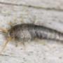 Silverfish