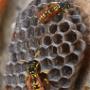 Wasps