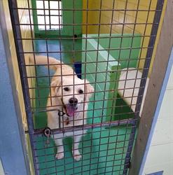 Northern Suburbs Pet Chalet