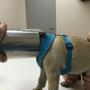 Best Vet Sydney
