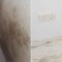 Mould Removal Adelaide