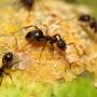 Ant control
