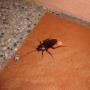 Cockroach control