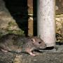 Rodent control