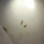 Silverfish control
