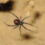 Spider control