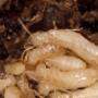 pest control Brisbane