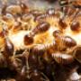 termite treatment Brisbane