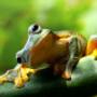 Amphibians