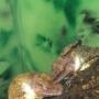 Exotic Pet Vet Perth