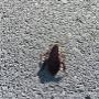 Uploaded by visitor on 5/7/2016 - pest control melbourne