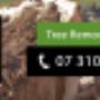 Pro Tree Removal Brisbane Logo