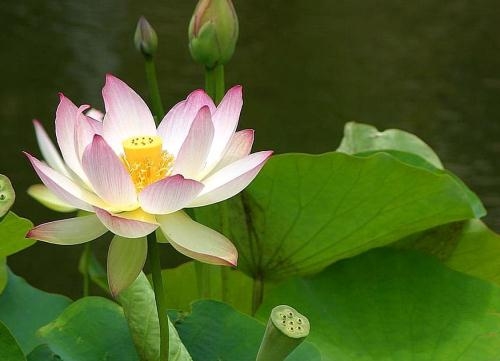 Acupuncture & Traditional Chinese Medicine Toowoomba