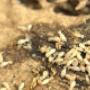 Termite Control