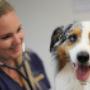 Uploaded by visitor on 31/3/2017 - Dog Health Checkup