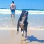 Uploaded by visitor on 31/3/2017 - Dog playing on the beach